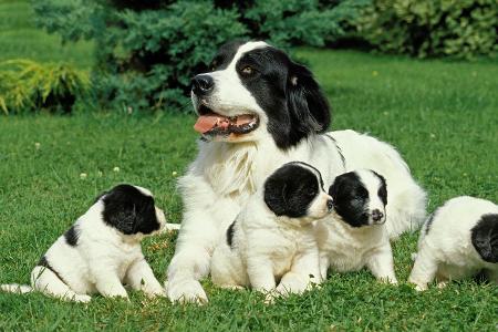 Landseer 