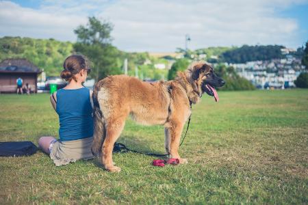 Leonberger