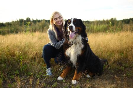 Berner Sennenhund