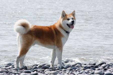 Akita 