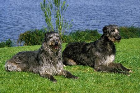 Deerhound