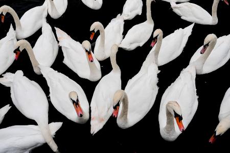 Höckerschwäne schwimmen auf der Themse in Windsor.