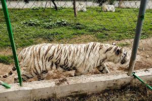 Nach Angaben der Behörden wiegte der entlaufene Tiger rund 130 Kilogramm. 