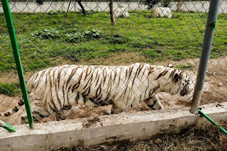 Nach Angaben der Behörden wiegte der entlaufene Tiger rund 130 Kilogramm.  Nach Angaben der Behörden wiegte der entlaufene Tiger rund 130 Kilogramm.