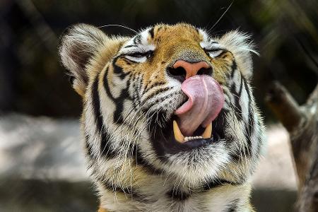 Die Behörden hatten die Bevölkerung aufgerufen, sich sofort zu melden, sollte sie den Tiger sehen. (Archivbild)