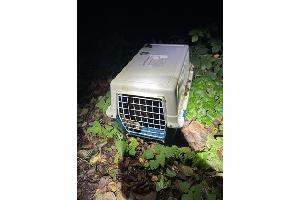 Transportbox des Frettchens