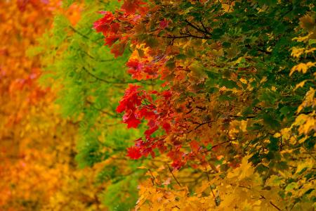 Leuchtende Herbstfarben.