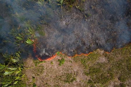 Flammen breiten sich in einem Amazonas-Gebiet aus. (Archivbild) Flammen breiten sich in einem Amazonas-Gebiet aus. (Archivbild)