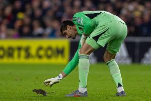 "Konnte es nicht glauben": Ratte sorgt für Spielunterbrechung