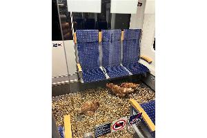 "Die Eier sind 1. Klasse", schrieb die Deutsche Bahn auf Instagram zu den zurückgelassenen Hühnern.