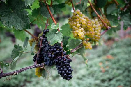 Die Weinernte fällt geringer aus als zu Beginn erwartet. (Archivbild) Die Weinernte fällt geringer aus als zu Beginn erwartet. (Archivbild)