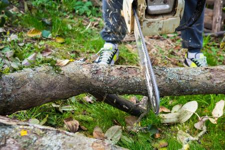 Letzer Ausweg: Baum fällen
