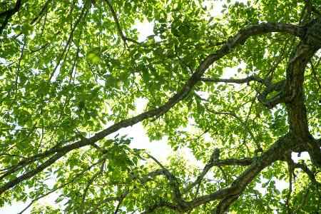 Passenden Baum wählen