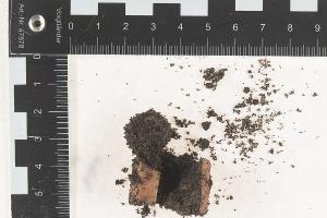 möglicher Giftköder aus Buxtehude