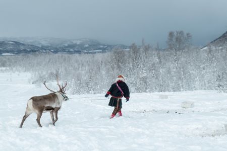 Mann in samischer traditioneller Kleidung führt ein Rentier durch eine Schneelandschaft