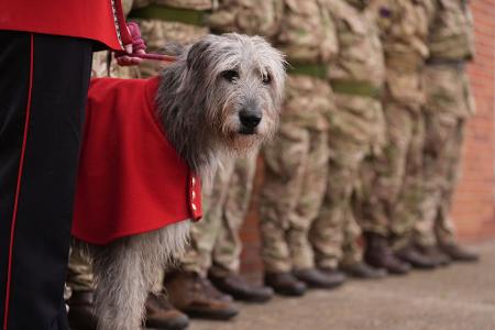Maskottchen Seamus  während einer Abschiedsparade für ukrainische Soldaten in Ostengland