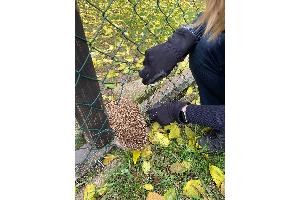 Igel in Not