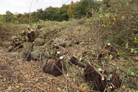 Einsatzkräfte entfernten bei der Spurensuche auch ein Gebüsch neben einem Tümpel.