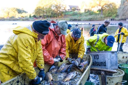 Abfischen am Dorchesee bringt reiche Beute