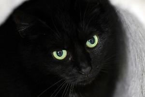 Bis zum 1. November dürfen im städtischen Tierheim der katalanischen Gemeinde keine schwarzen Katzen vermittelt werden. (Symbolbild)