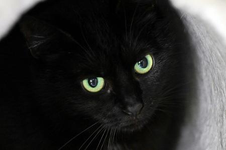 Bis zum 1. November dürfen im städtischen Tierheim der katalanischen Gemeinde keine schwarzen Katzen vermittelt werden. (Symbolbild) Bis zum 1. November dürfen im städtischen Tierheim der katalanischen Gemeinde keine schwarzen Katzen vermittelt werden. (Symbolbild)