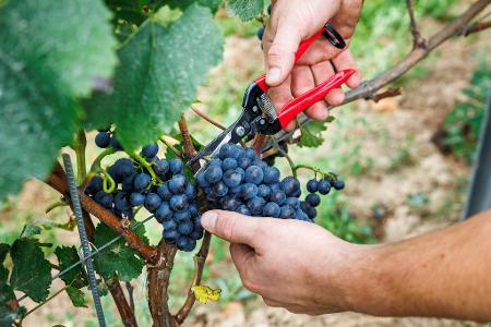 Die Qualität des 25er-Jahrgangs gilt als 