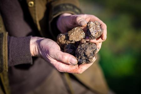 Ein Trüffelbauer in Niedersachsen hält auf seiner Plantage geerntete Pilze in der Hand. (Archivbild)