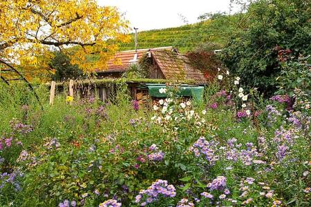 Garten, Markgräfler Land, Camping, Reise, Urlaub Garten, Markgräfler Land, Camping, Reise, Urlaub