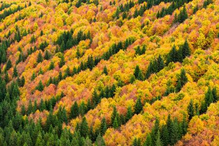 Herbstzauber im Harz: Farbenpracht wie im Indian Summer