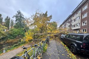 50 Meter Baum stürzt auf Fahrbahn
