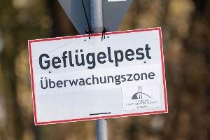 Nach Vogelgrippe-Ausbrüchen in zwei Geflügelhaltungen in Vorpommern mussten rund 150.000 Tiere gekeult werden. (Archivbild)