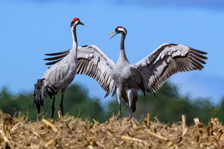 Für Kraniche birgt die Rast derzeit große Gefahr. Viele Tiere sind mit dem Geflügelpest-Virus infiziert. 