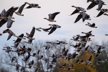 Mit dem Vogelzug erhöht sich alljährlich im Herbst die Gefahr, dass auch das Vogelgrippe-Virus eingeschleppt wird. (Symbolbild)