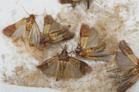 Lebensmittelmotten in einer Klebefalle