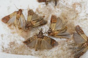 Lebensmittelmotten in einer Klebefalle