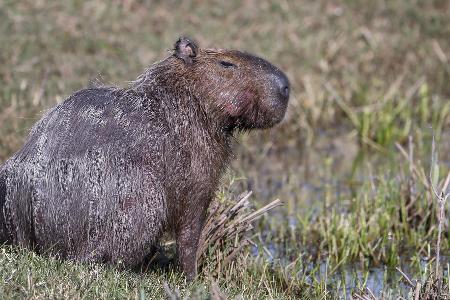 Capybara und andere Wildtiere wurden bei der Operation beschlagnahmt. (Archivbild) Capybara und andere Wildtiere wurden bei der Operation beschlagnahmt. (Archivbild)