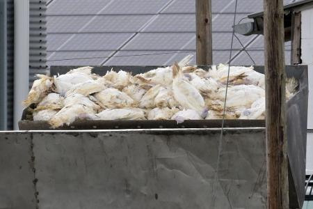 Wenn in einem Geflügelbetrieb die Vogelgrippe nachgewiesen wurde, müssen alle Tiere vorsorglich getötet und vernichtet werden. Die Tierseuchenkasse leistet Entschädigungszahlungen. (Illustration)  Wenn in einem Geflügelbetrieb die Vogelgrippe nachgewiesen wurde, müssen alle Tiere vorsorglich getötet und vernichtet werden. Die Tierseuchenkasse leistet Entschädigungszahlungen. (Illustration)