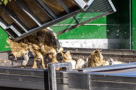 Wegen der Geflügelpest müssen in Deutschland derzeit viele Tausend Hühner, Gänse, Enten und Puten gekeult werden. Wegen der Geflügelpest müssen in Deutschland derzeit viele Tausend Hühner, Gänse, Enten und Puten gekeult werden.