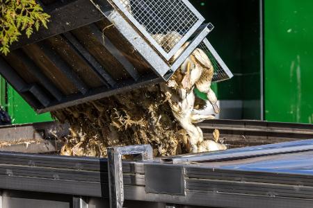 Vogelgrippe in Brandenburg: Enten, die in einer von Geflügelpest befallenen Anlage getötet wurden, werden in einen Transportbehälter gekippt.