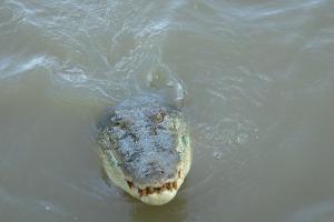 Im tropischen Norden von Australien wimmelt es von Salzwasserkrokodilen. (Archivbild)