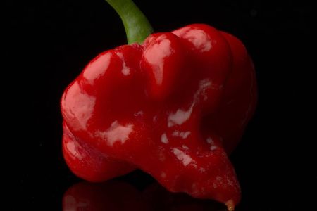 Carolina Reaper_ZUMA Press.jpg Carolina Reaper_ZUMA Press.jpg