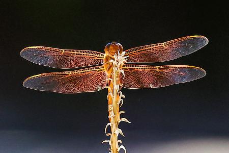 Bitte lächeln Bitte lächeln