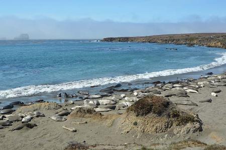 Robben am Strand USA