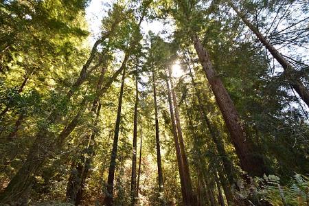 Big Basin Redwoods State Park