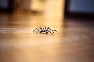 Eine Spinne auf einem Hartholzboden
