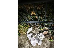 Der eingeklemmte Igel (Foto: Ortsfeuerwehr Westercelle)