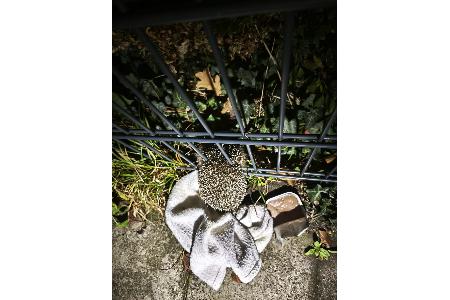 Der eingeklemmte Igel (Foto: Ortsfeuerwehr Westercelle) Der eingeklemmte Igel (Foto: Ortsfeuerwehr Westercelle)