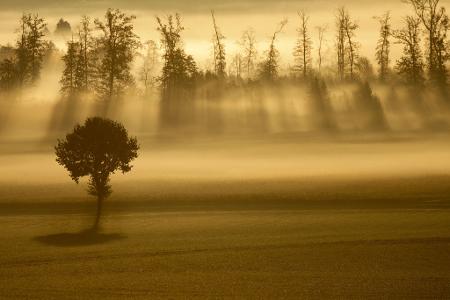  Sonnenstrahlen und Nebel am Morgen in Baden-Württemberg.