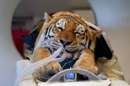 Die Bilder des Tages Großkatze Luca im CT.