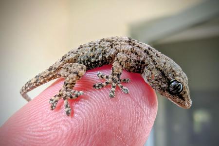 Diesen Gecko fand eine Frau aus Polen in einer Packung Rucola-Salat aus dem Supermarkt.